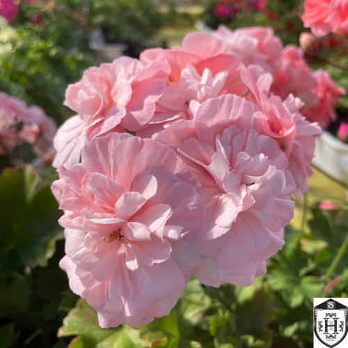 Pelargonium 'Leona Galaktika' - Pelargoon 'Leona Galaktika' P9/0,55L